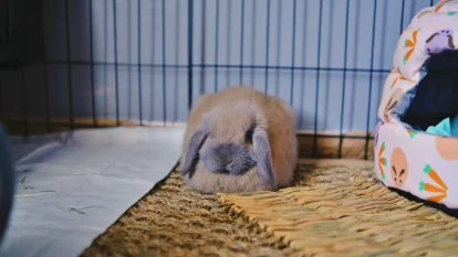 Are rabbits nocturnal? Small brown rabbit sleeping inside a cage