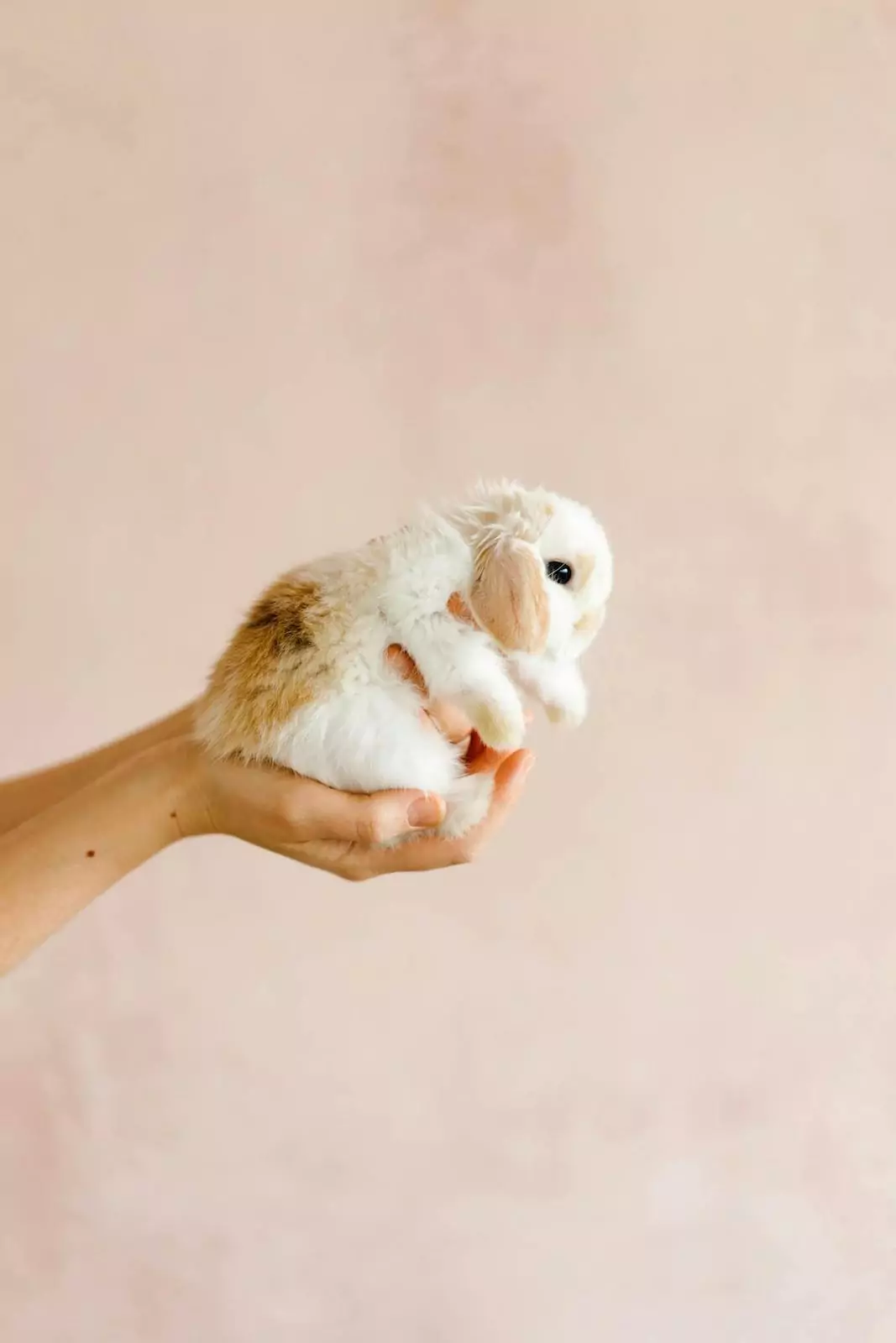 Bunny vs Rabbit - Bunny in hand