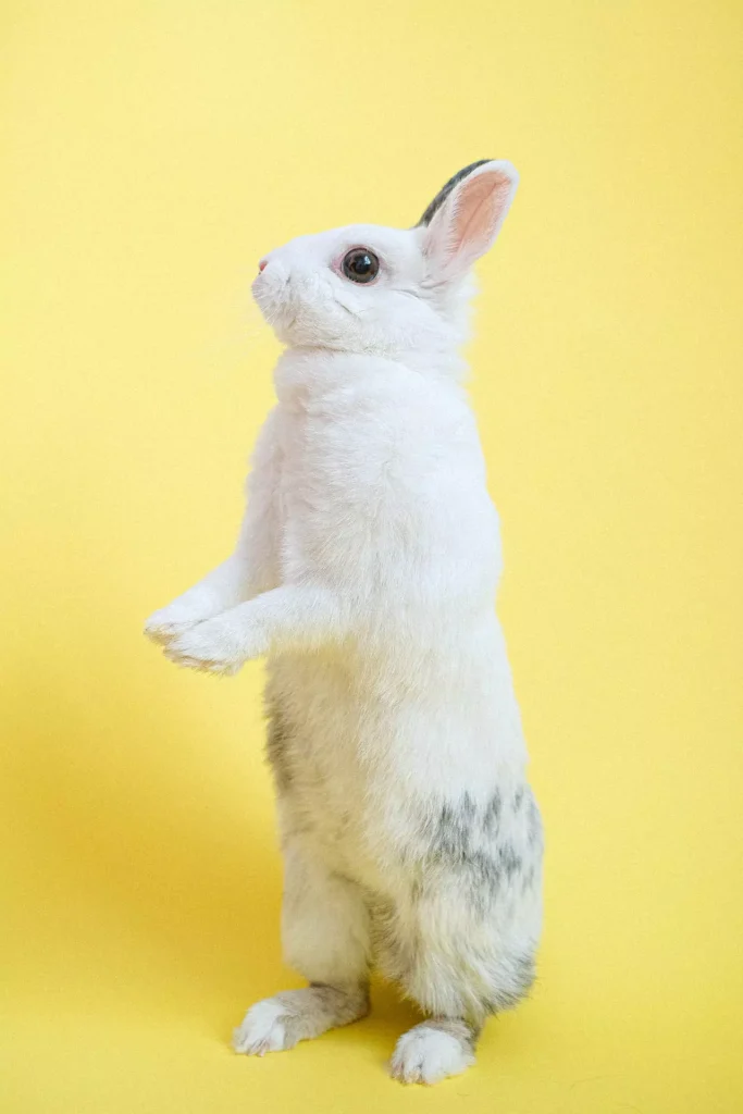 Rabbit standing on two legs