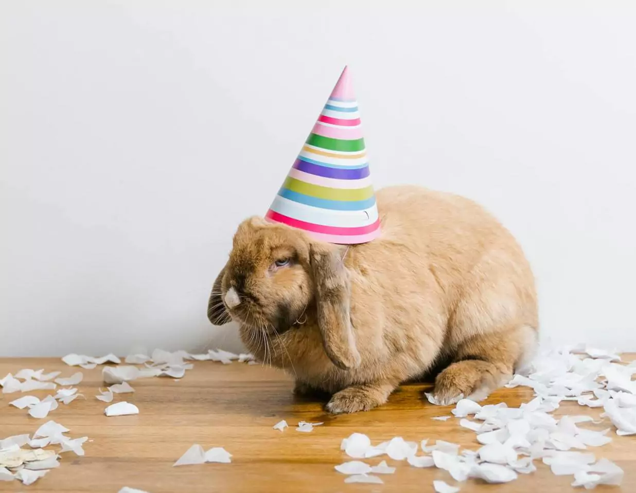Bunny with Birthday hat - How long do rabbits live