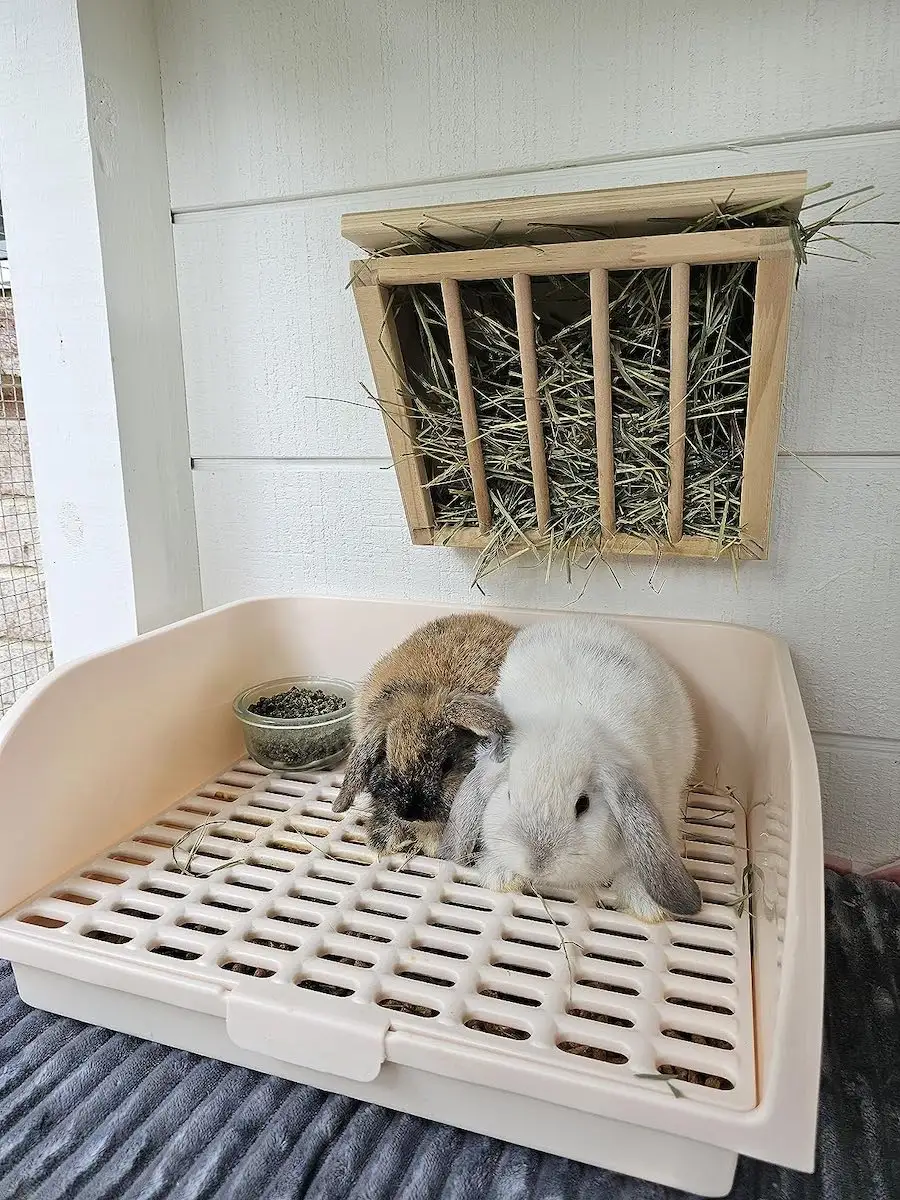 CalPalmy litter box with two rabbits