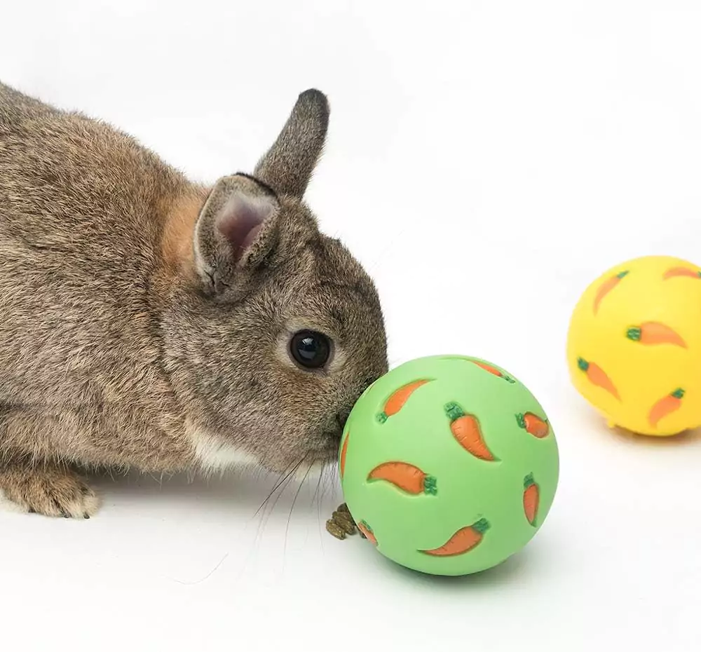 Gray Rabbit Playing With Green Niteangel Treat Ball