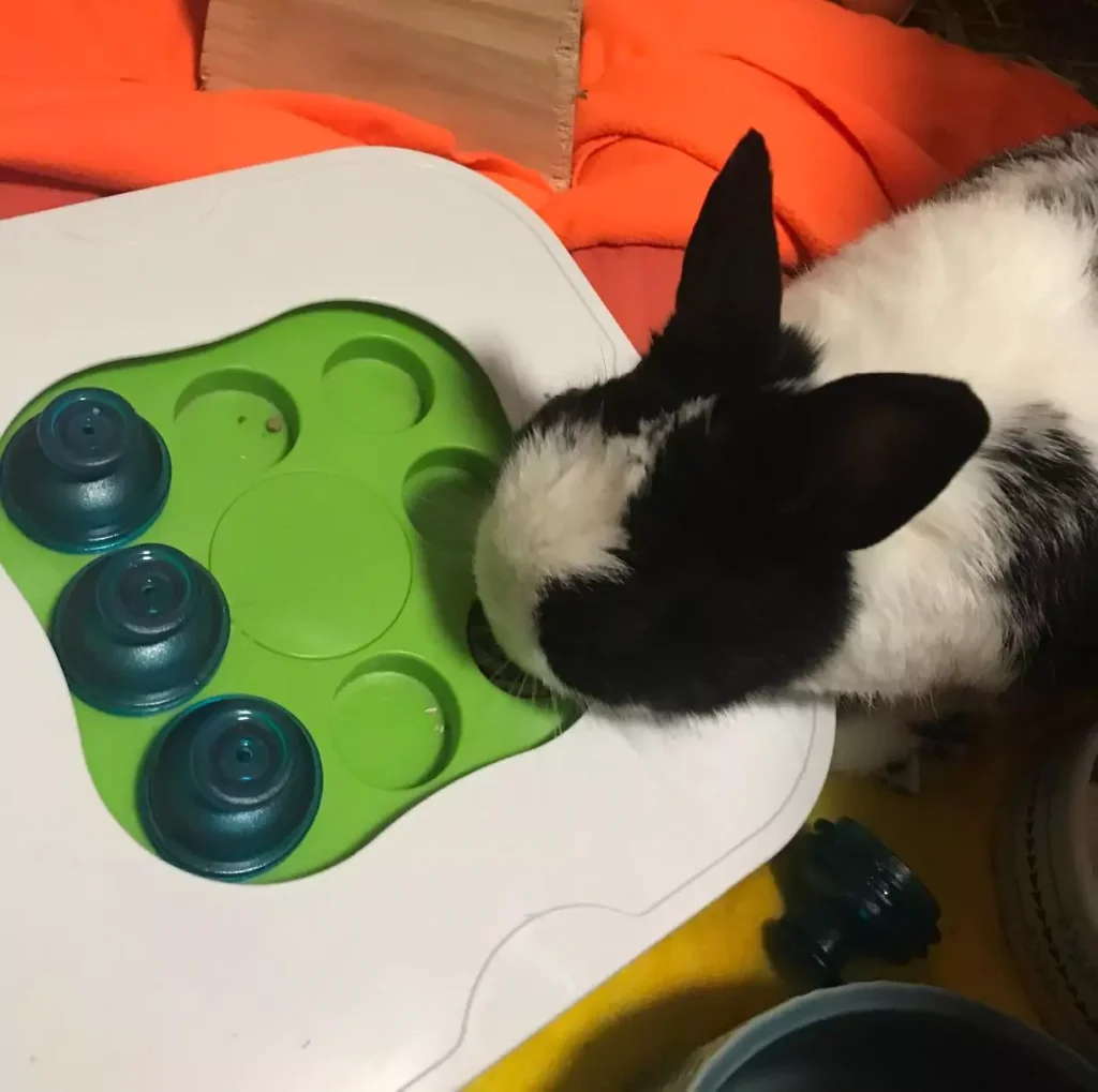 Black and White Bunny Playing with Hagen Living World Treat Toy