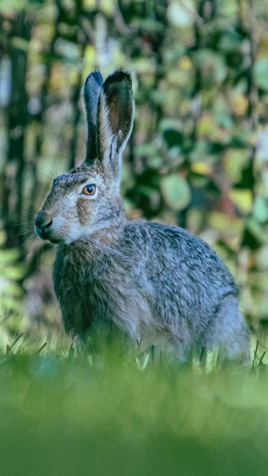 Hare in the wild