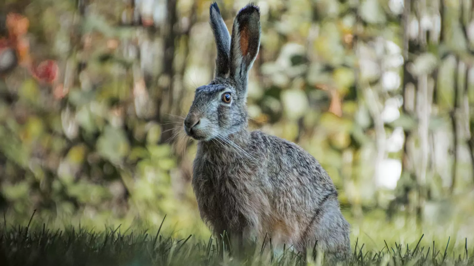 Hare in the wild