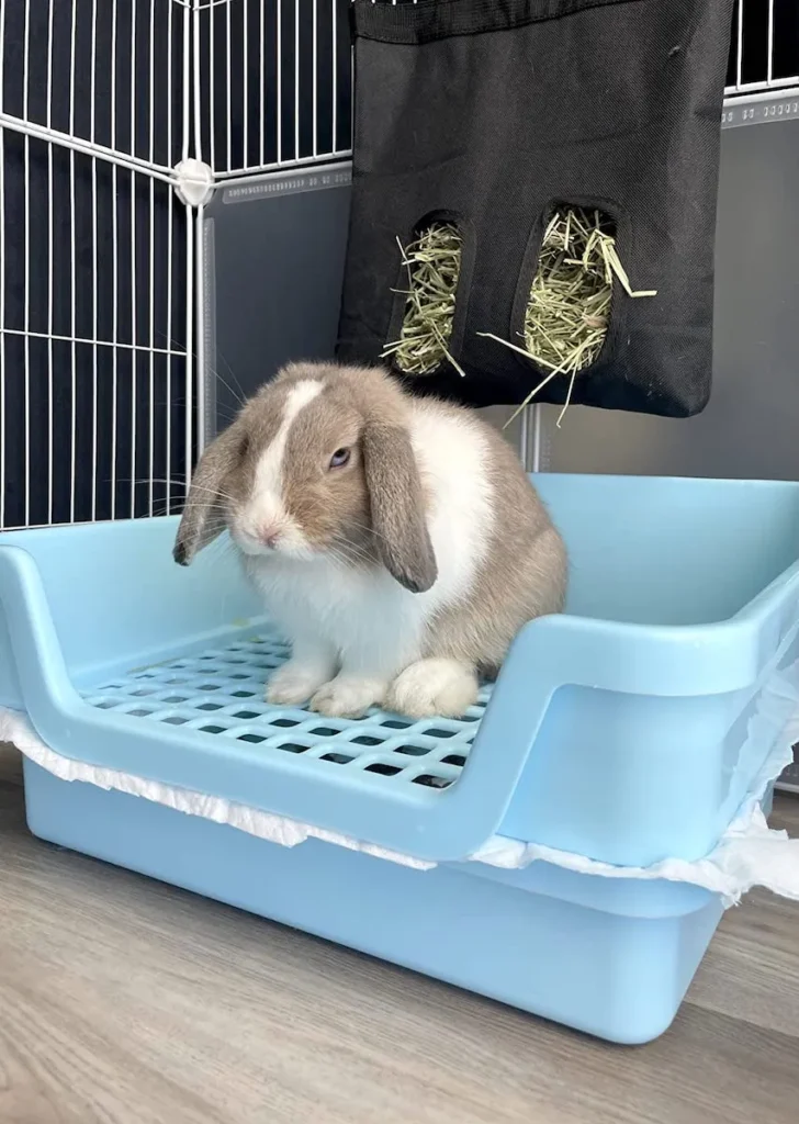 Hoppscotch.bun litter box with side rabbit