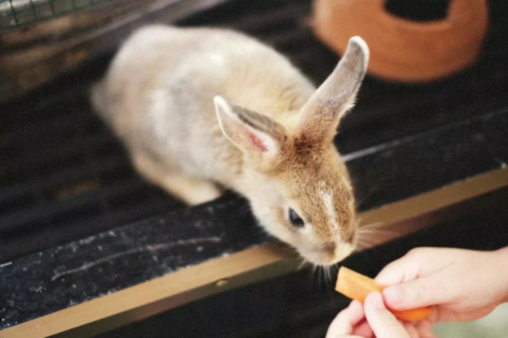 Human feeding a rabbit