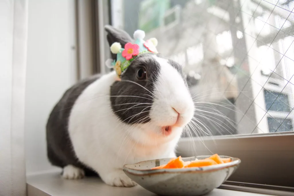 Black and white rabbit eating carrots