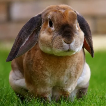Rabbit pooping on grass