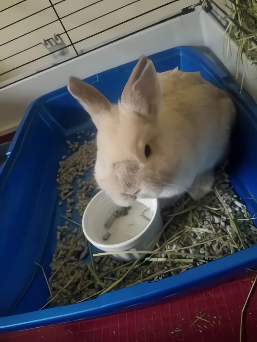 Van Ness Pets litter box with rabbit inside