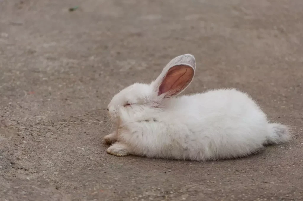Are rabbits nocturnal? White small rabbit sleeping