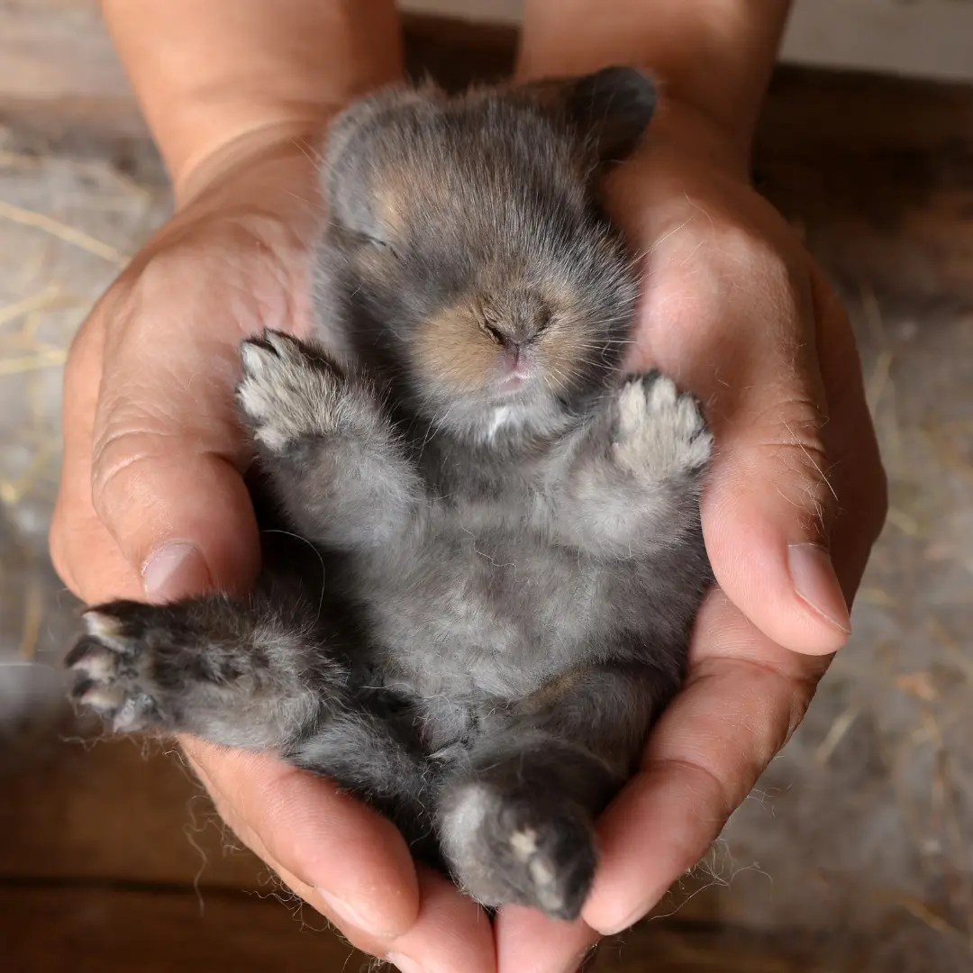 New born bunny in human hand