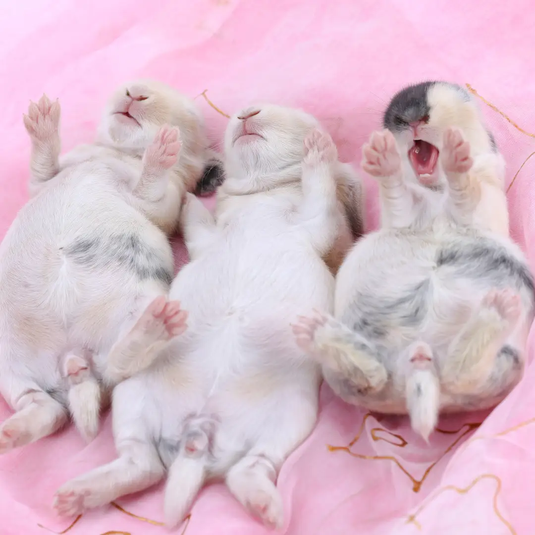 What is a group of rabbits called - Baby rabbits on a pink floor