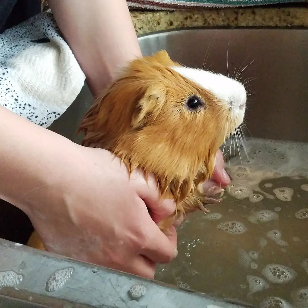 Best shampoo for guinea pigs - Bathing a guinea pig