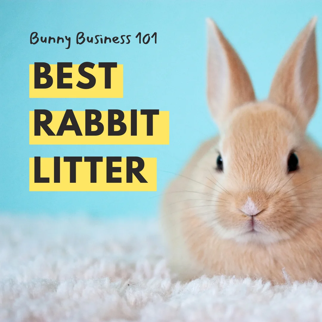  Top 5 Best Rabbit Litter – Bunny Business 101!