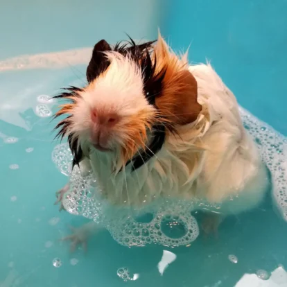 Best shampoo for guinea pigs - Guinea pig taking a bath