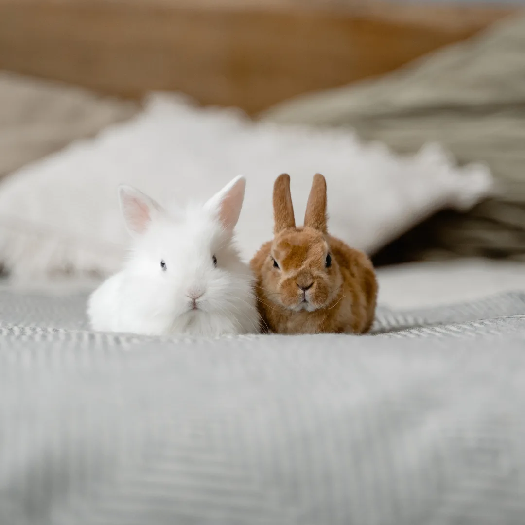 What is a group of rabbits called - Domestic rabbits on a bed