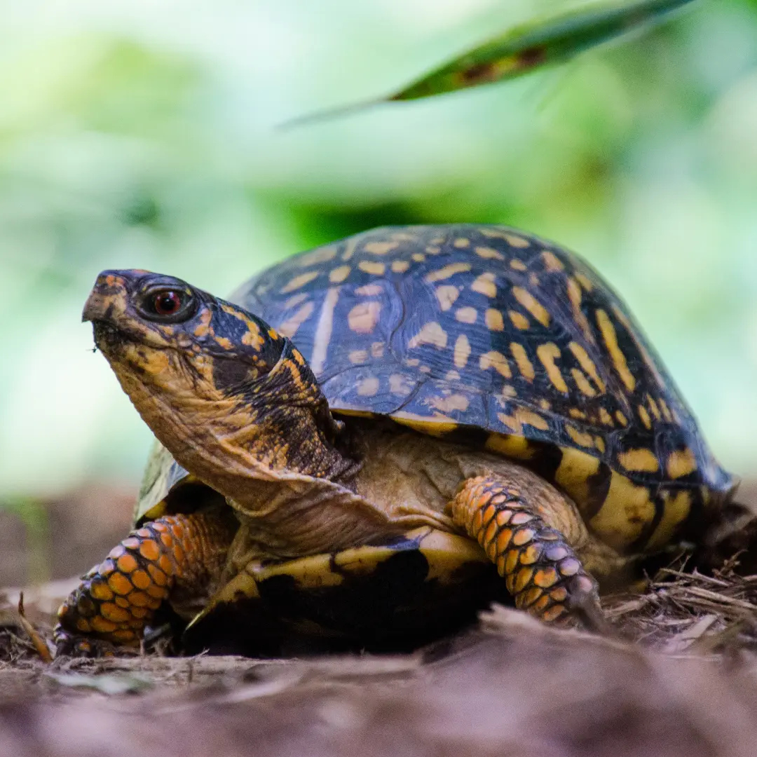 Best pet turtle for beginners: Eastern Box Turtle