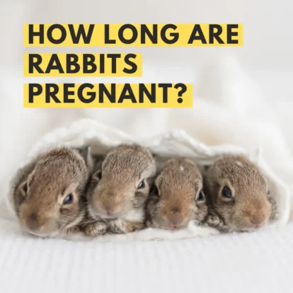 Four baby bunny kits