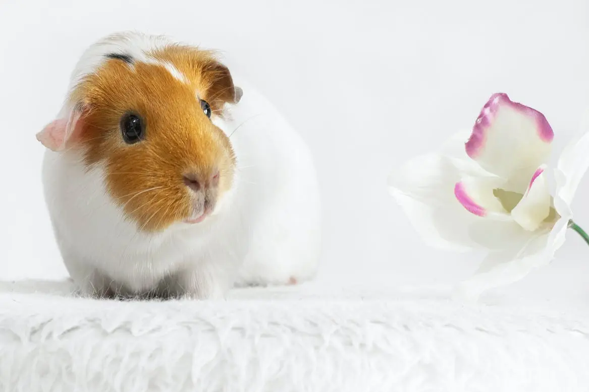 Do guinea pigs smell? Guinea pig and a flower