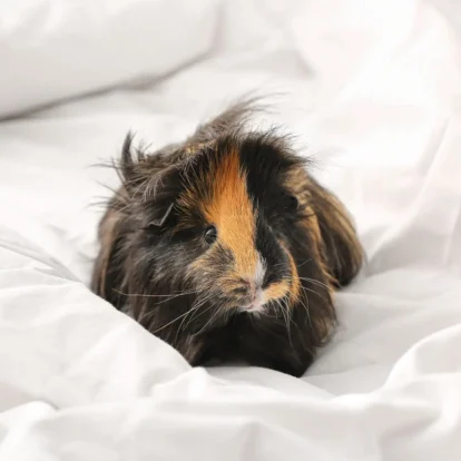Guinea pig on a bed