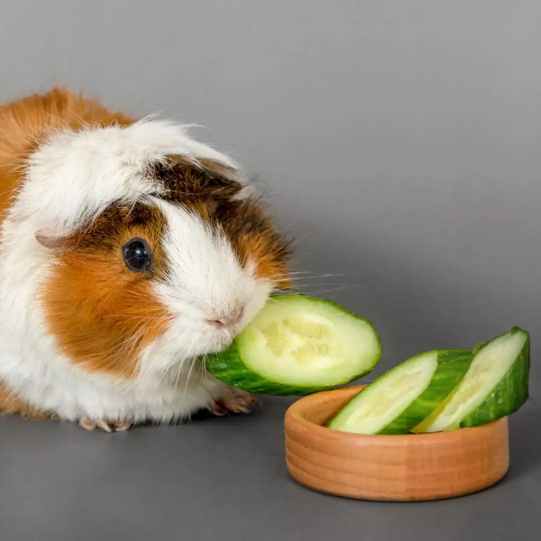 Hamster vs guinea pig - Guinea pig eating vegetables