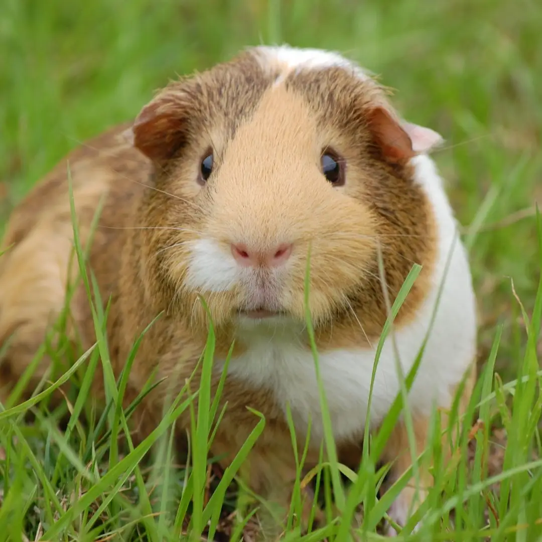 Hamster vs guinea pig - Guinea pig in the grass