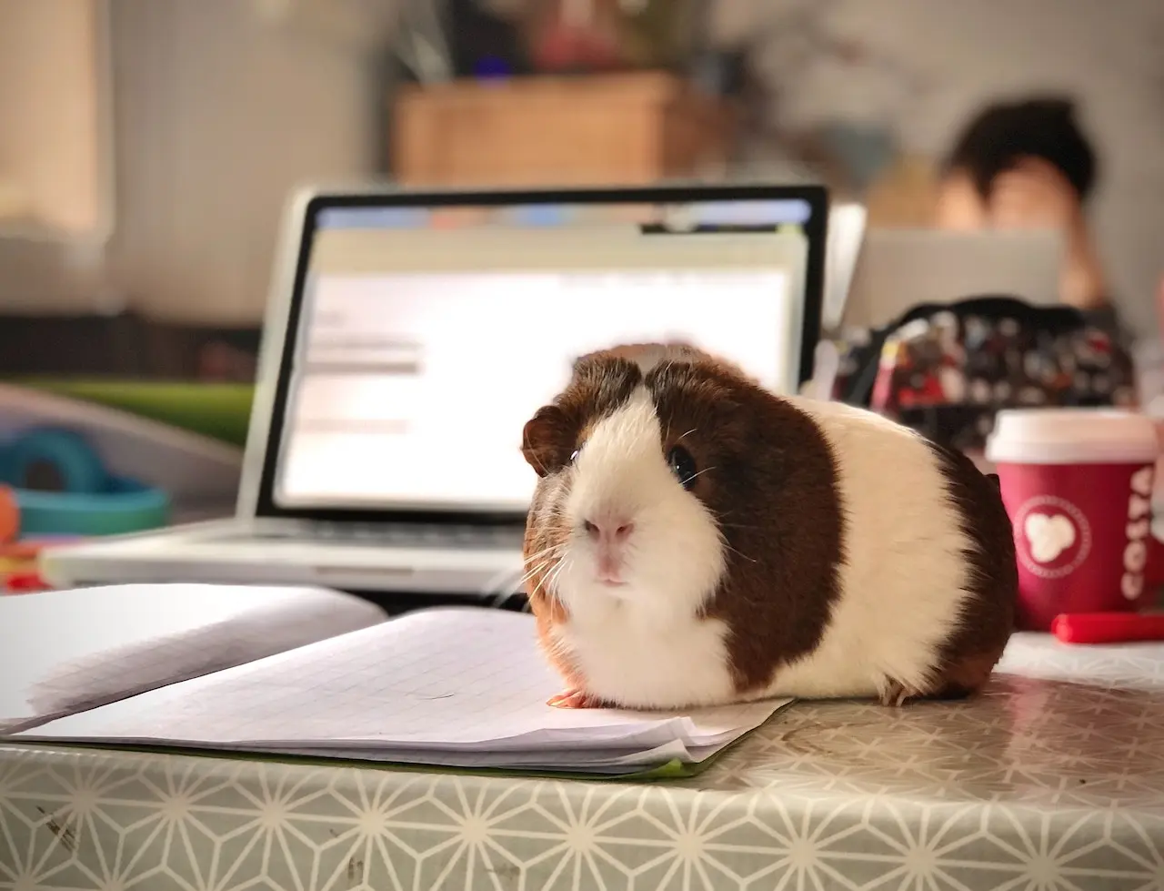 Guinea pig on desk