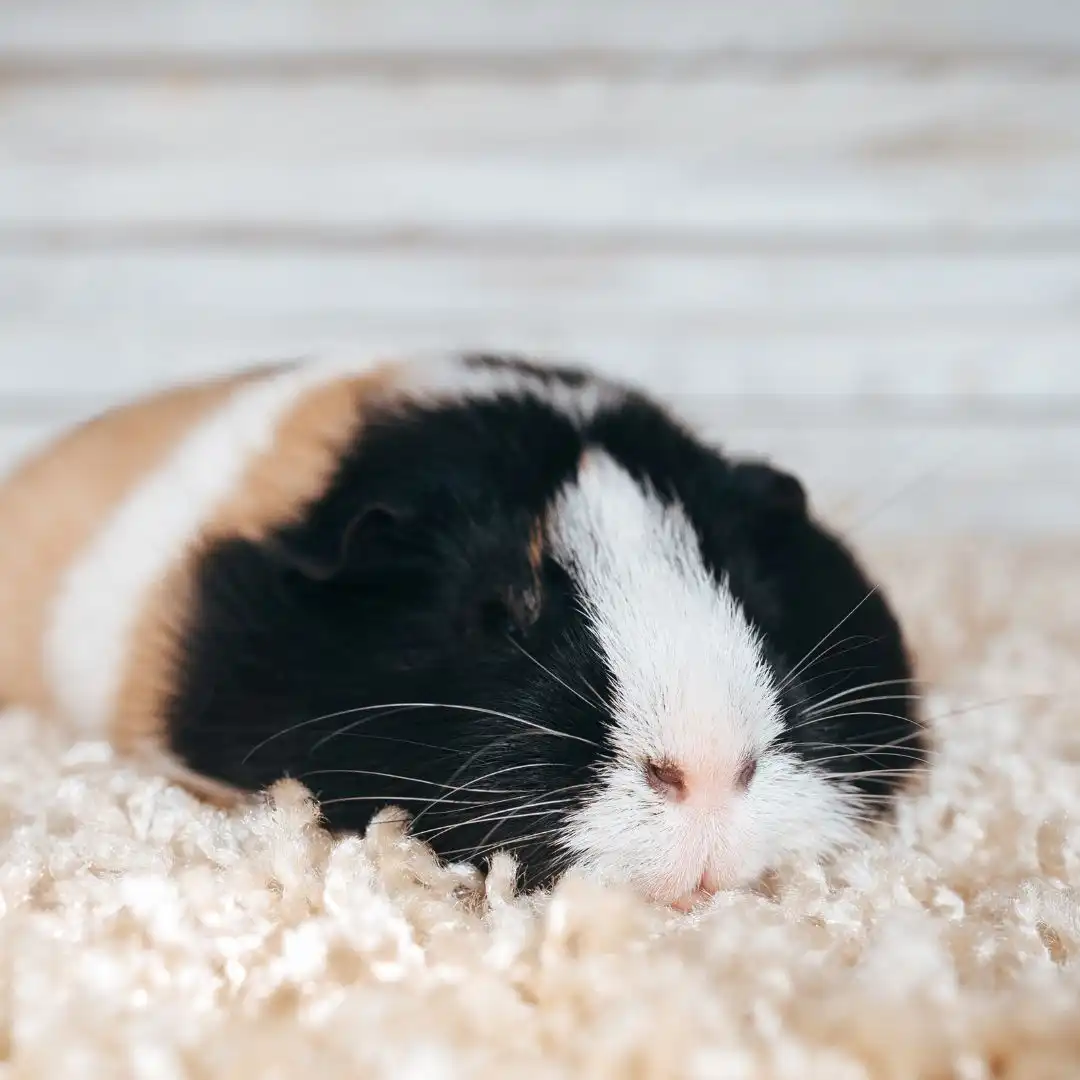 Hamster vs guinea pig - Guinea pig sleeping
