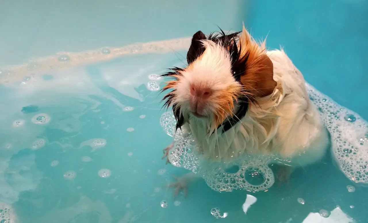 Do guinea pigs smell? Guinea pig taking a bath