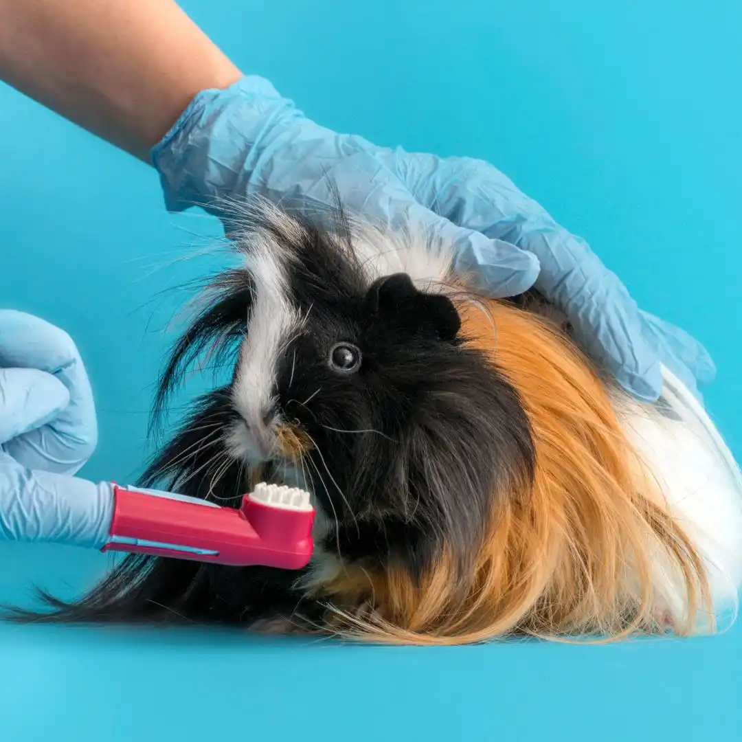 Hamster vs guinea pig - Guinea pig teeth brushing