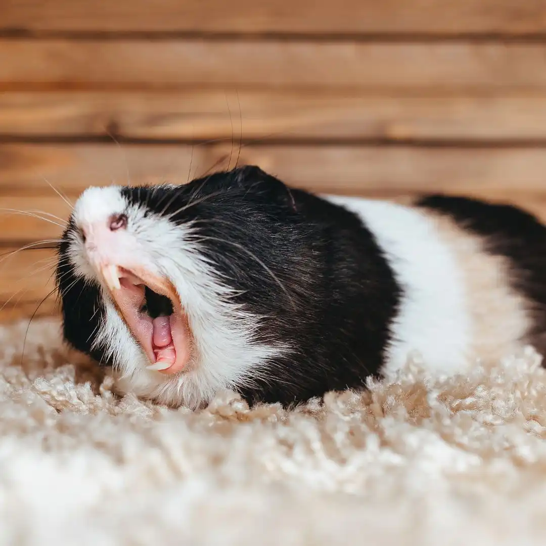 Hamster vs guinea pig - Guinea pig wheeking