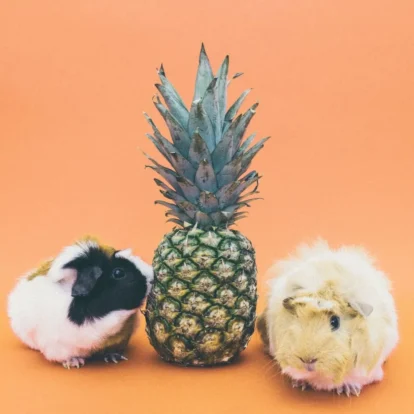 Guinea pigs around a pineapple