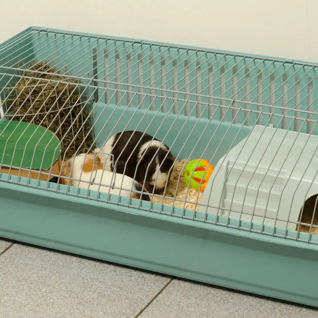 Hamster vs guinea pig - Guinea pigs in a cage