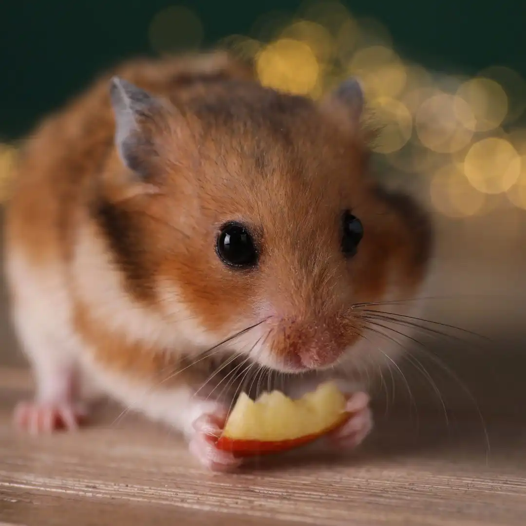 Hamster vs guinea pig - Hamster eating a piece of apple