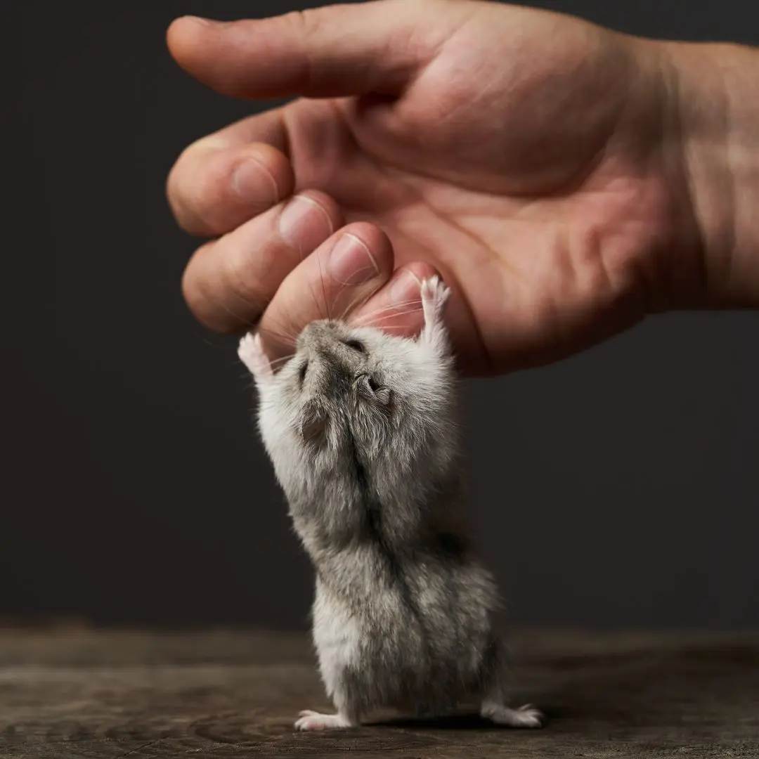 Hamster vs guinea pig - Hamster holding hand