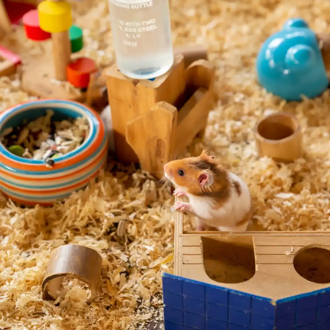 Hamster vs guinea pig - Hamster in a cage near a wooden house