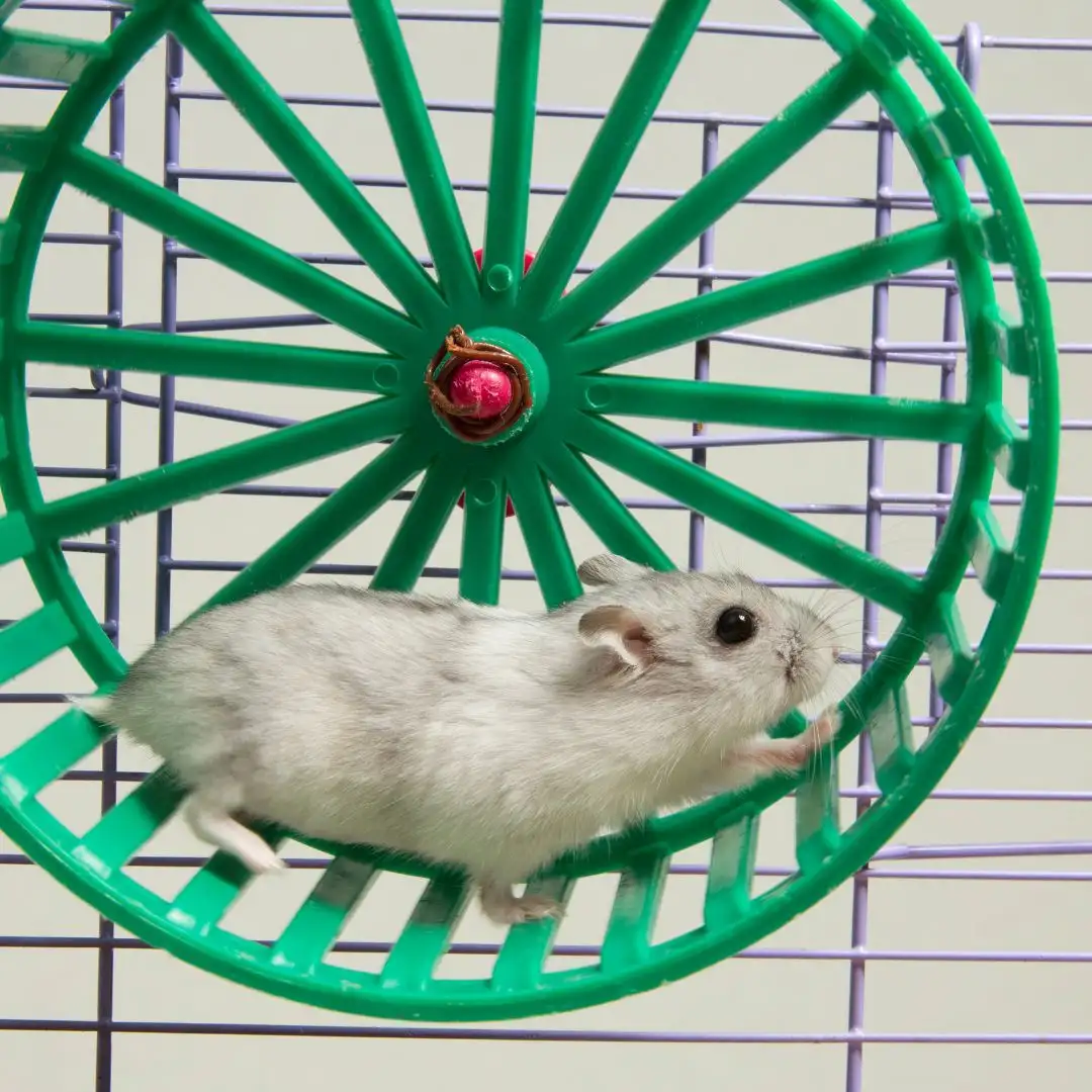 Hamster vs guinea pig - Hamster running on a wheel