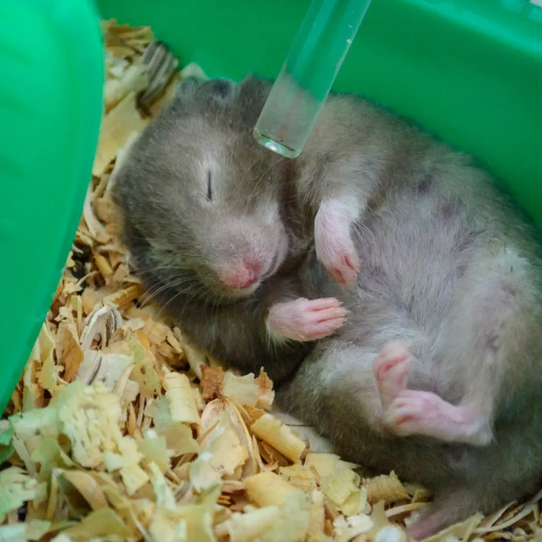 Hamster vs guinea pig - Hamster sleeping