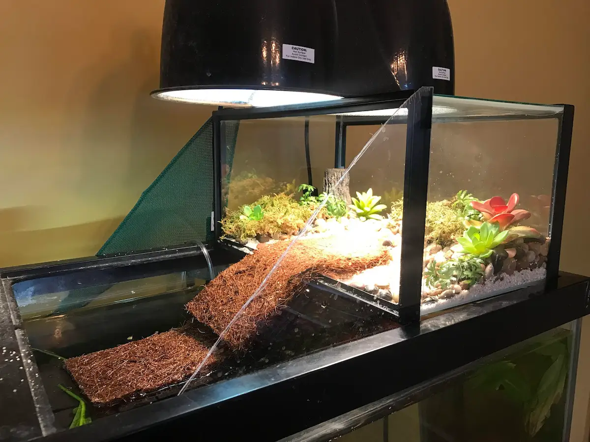 Turtle tank with UVB light