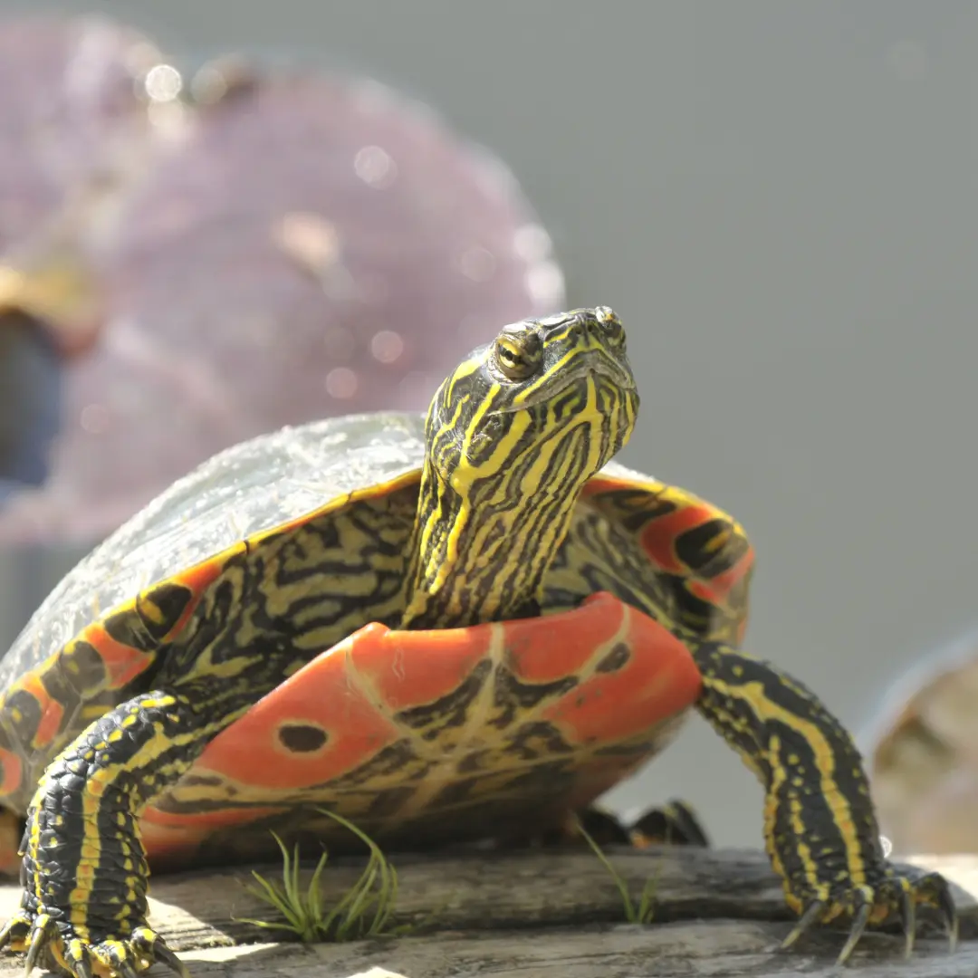 Best pet turtle for beginners: Painted Turtle