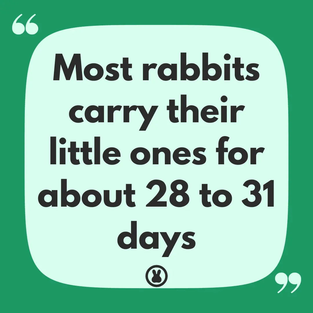 How long are rabbits pregnant quote
