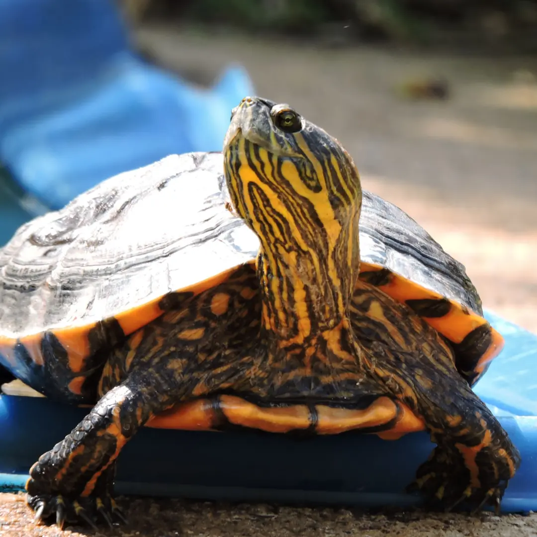 Best pet turtle for beginners: Red-Eared Slider turtle walking