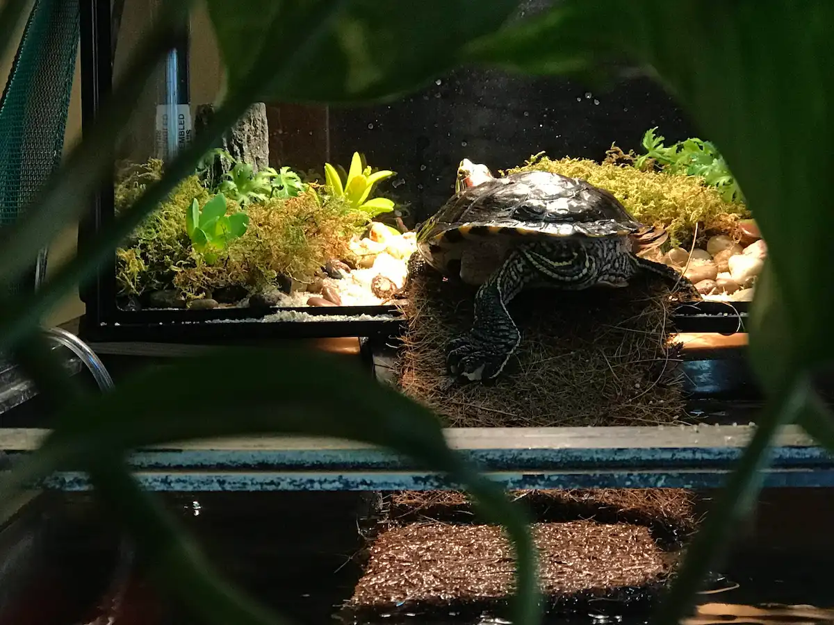 Turtle inside tank