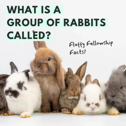 Group of rabbits