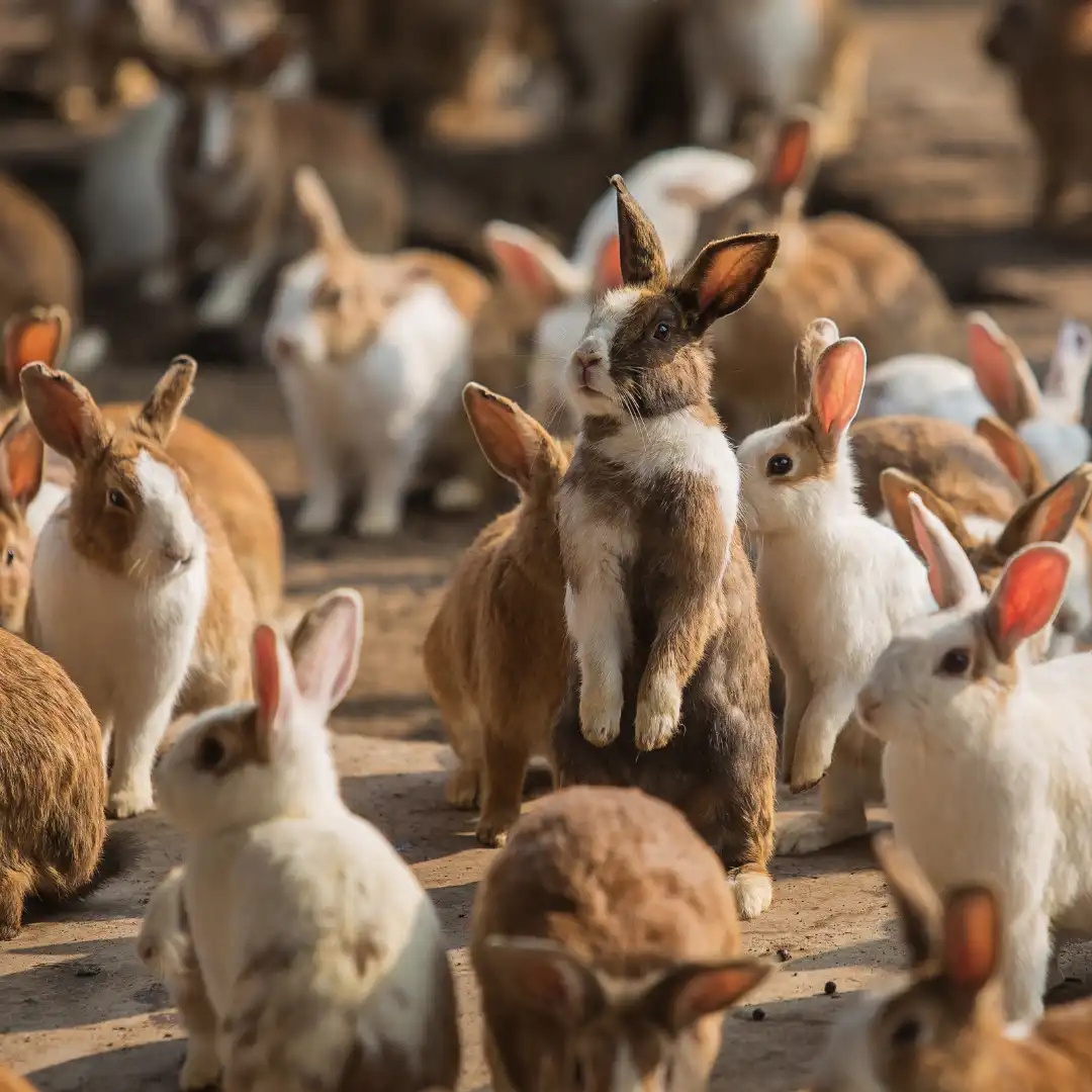 What is a group of rabbits called - Wild rabbits