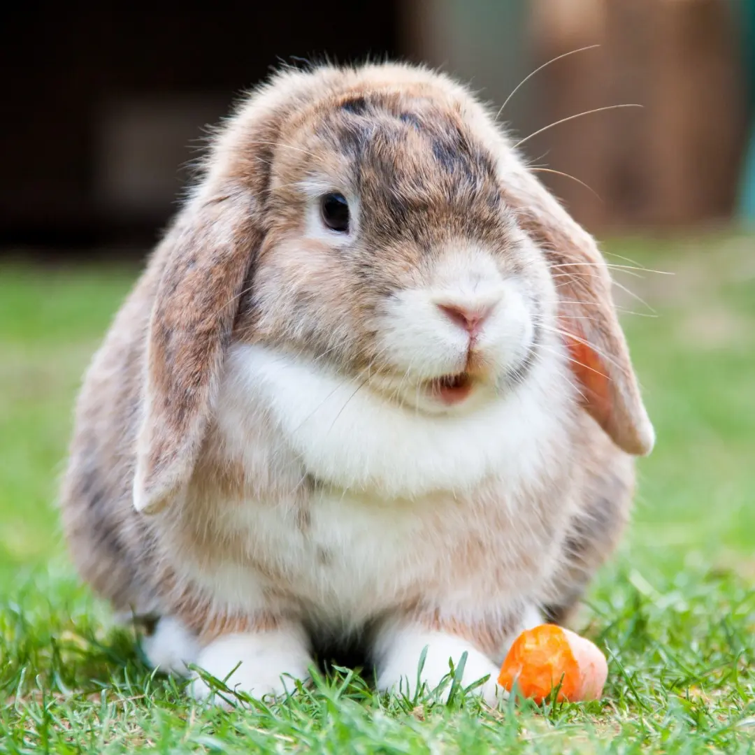 How long are rabbits pregnant - Young pregnant rabbit
