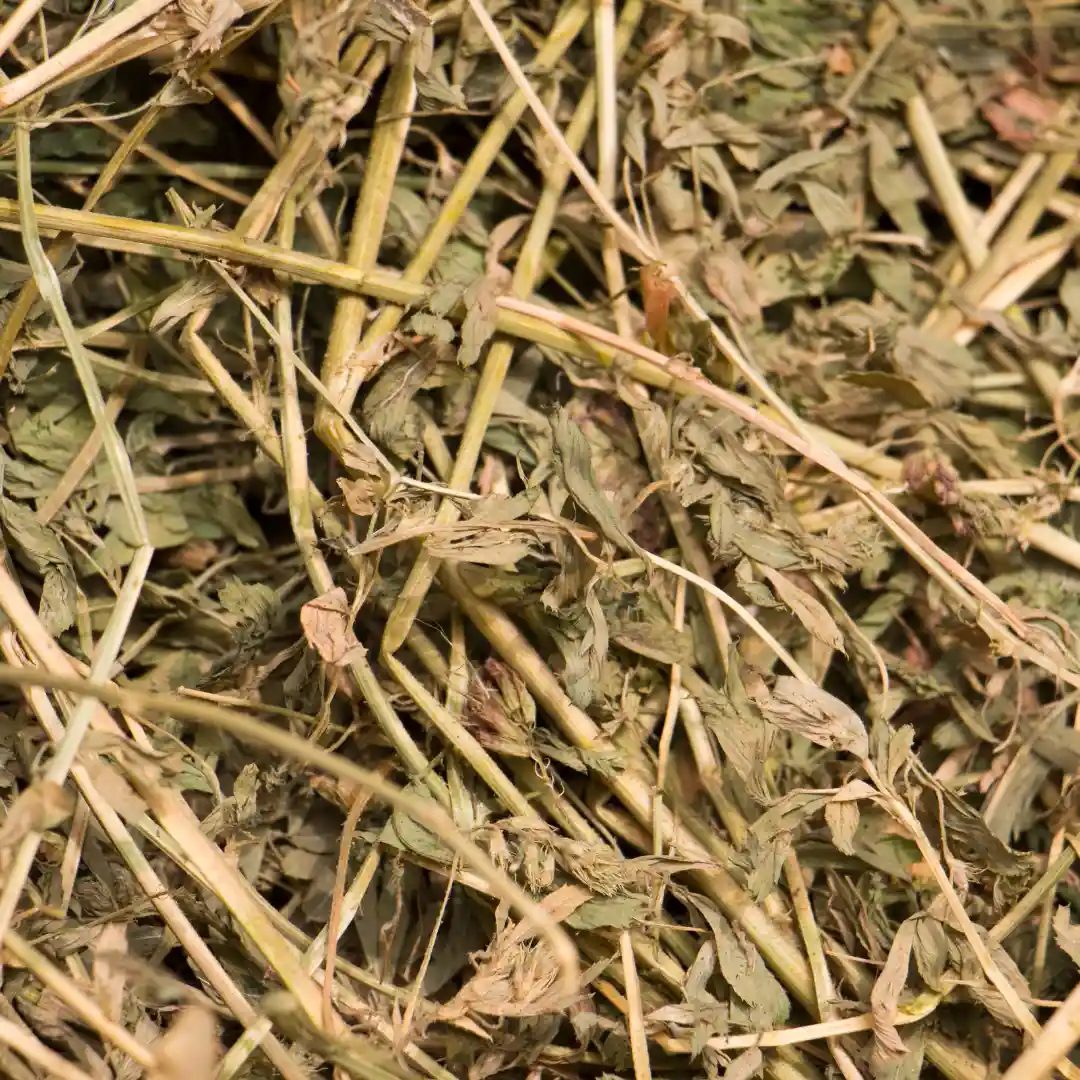 Best hay for guinea pigs: Alfalfa Hay