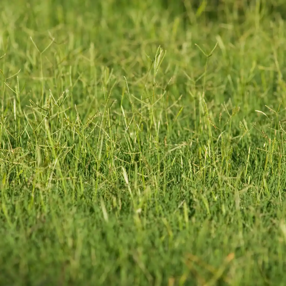 Best hay for guinea pigs: Bermuda Hay