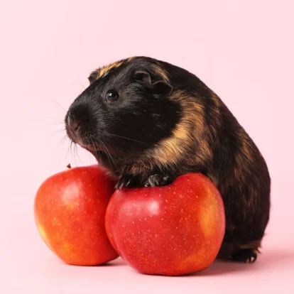 Can guinea pigs eat apple? Guinea pig on two red apples